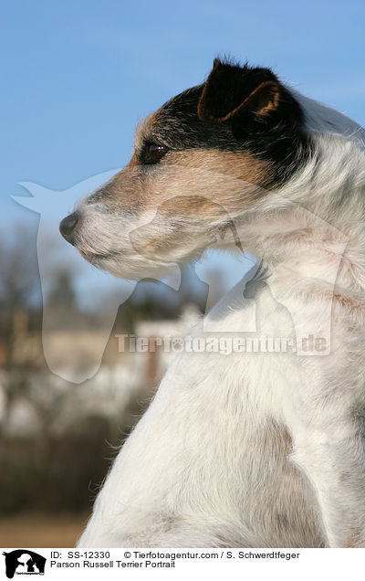 Parson Russell Terrier Portrait / Parson Russell Terrier Portrait / SS-12330