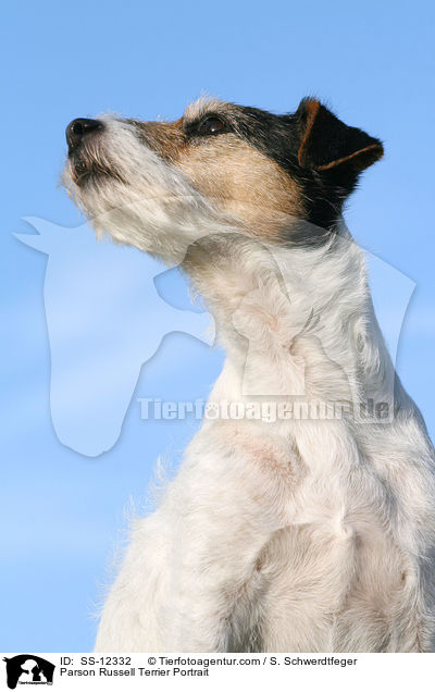 Parson Russell Terrier Portrait / Parson Russell Terrier Portrait / SS-12332