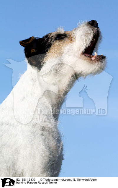 bellender Parson Russell Terrier / barking Parson Russell Terrier / SS-12333