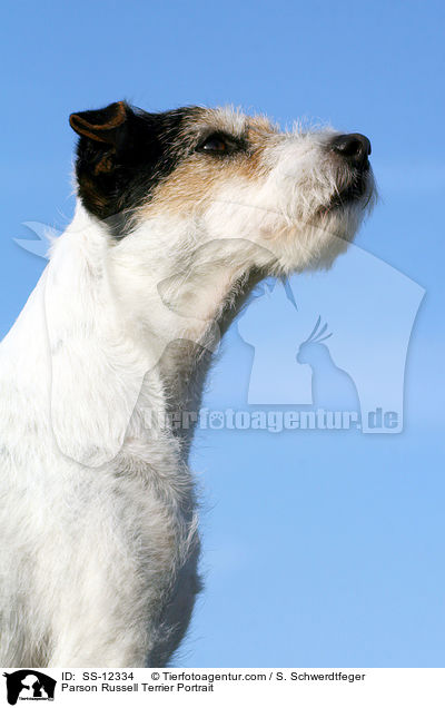 Parson Russell Terrier Portrait / Parson Russell Terrier Portrait / SS-12334