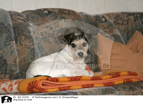Hund liegt auf Sofa / dog lying on sofa / SS-12335