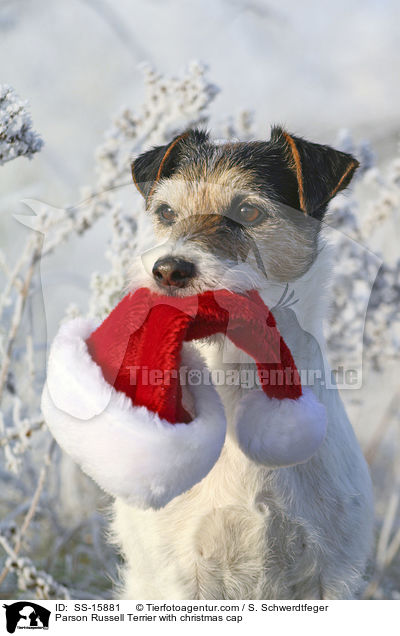 Parson Russell Terrier mit Weihnachtsmannmtze / Parson Russell Terrier with christmas cap / SS-15881