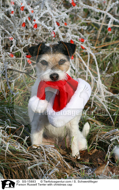 Parson Russell Terrier mit Weihnachtsmannmtze / Parson Russell Terrier with christmas cap / SS-15883