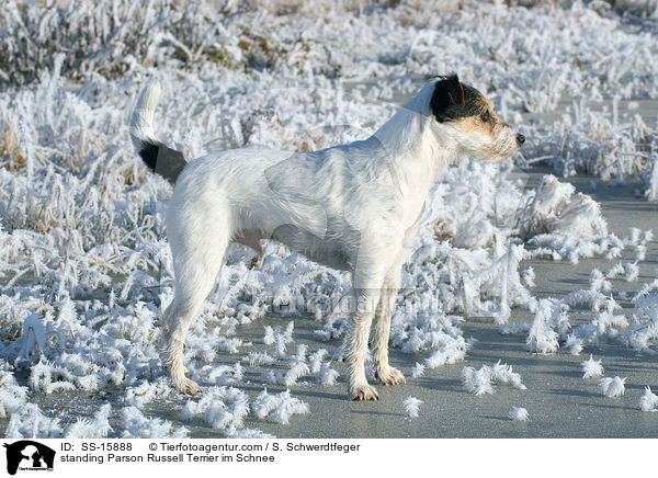 stehender Parson Russell Terrier im Winter / standing Parson Russell Terrier im Schnee / SS-15888