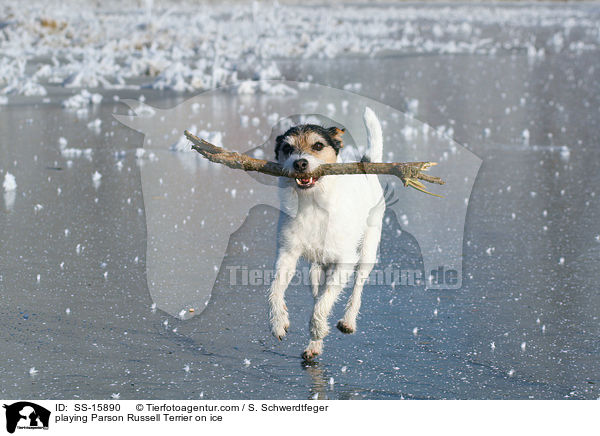 spielender Parson Russell Terrier auf dem Eis / playing Parson Russell Terrier on ice / SS-15890
