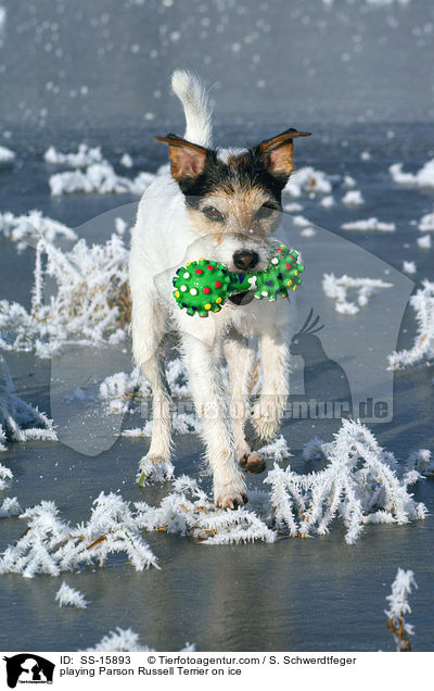 spielender Parson Russell Terrier auf dem Eis / playing Parson Russell Terrier on ice / SS-15893