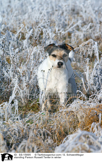 stehender Parson Russell Terrier im Winter / standing Parson Russell Terrier in winter / SS-15895