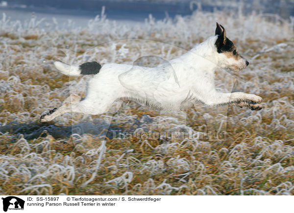 rennender Parson Russell Terrier im Winter / running Parson Russell Terrier in winter / SS-15897