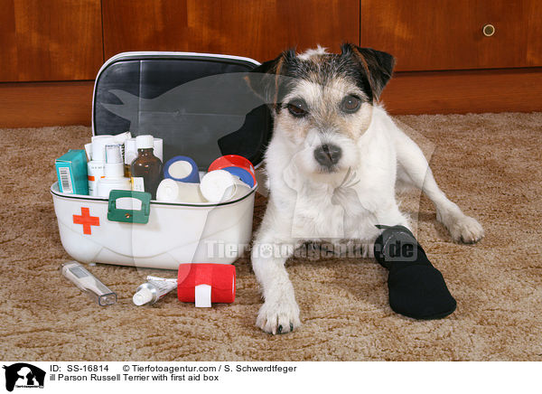 kranker Parson Russell Terrier mit Erste-Hilfe-Kasten / ill Parson Russell Terrier with first aid box / SS-16814