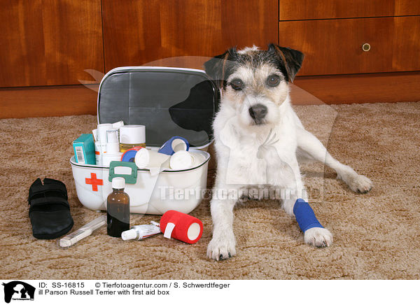 kranker Parson Russell Terrier mit Erste-Hilfe-Kasten / ill Parson Russell Terrier with first aid box / SS-16815