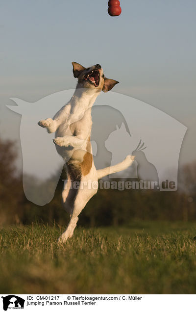jumping Parson Russell Terrier / CM-01217