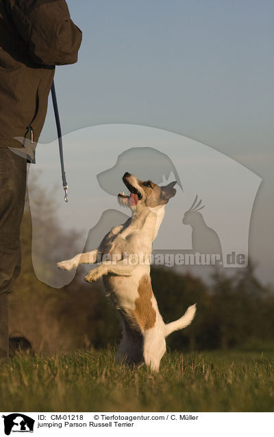 springender Parson Russell Terrier / jumping Parson Russell Terrier / CM-01218