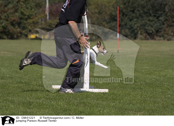 springender Parson Russell Terrier / jumping Parson Russell Terrier / CM-01221