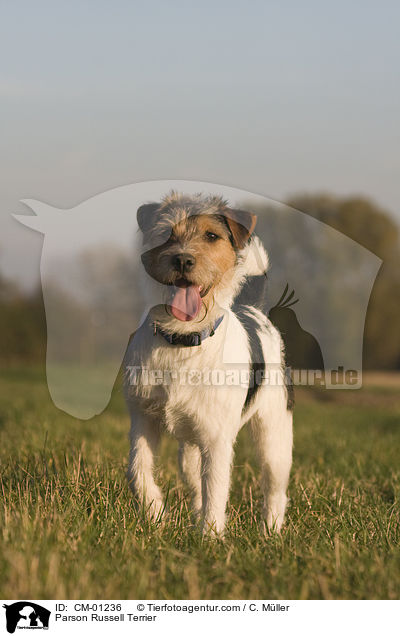 Parson Russell Terrier / Parson Russell Terrier / CM-01236