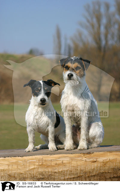 Parson und Jack Russell Terrier / Parson and Jack Russell Terrier / SS-16833