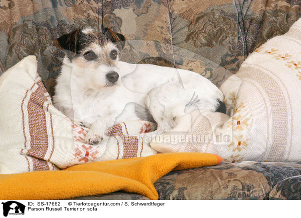 Parson Russell Terrier auf dem Sofa / Parson Russell Terrier on sofa / SS-17662