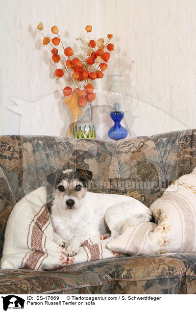 Parson Russell Terrier auf dem Sofa / Parson Russell Terrier on sofa / SS-17669