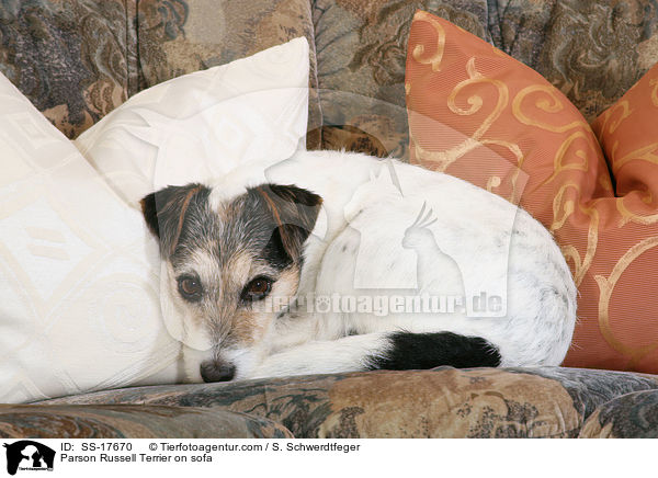 Parson Russell Terrier auf dem Sofa / Parson Russell Terrier on sofa / SS-17670