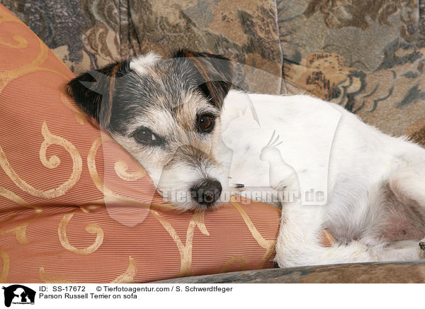 Parson Russell Terrier auf Sofa / Parson Russell Terrier on sofa / SS-17672