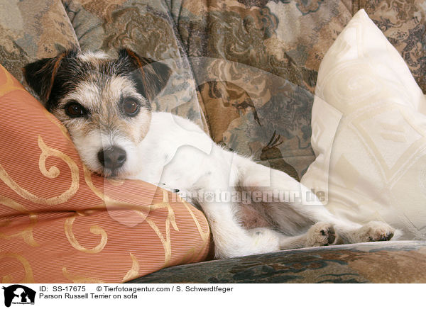 Parson Russell Terrier auf dem Sofa / Parson Russell Terrier on sofa / SS-17675