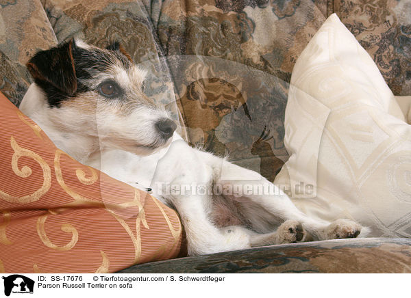 Parson Russell Terrier auf dem Sofa / Parson Russell Terrier on sofa / SS-17676