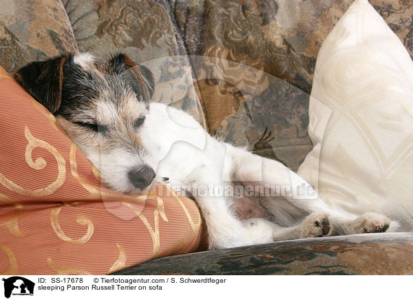 schlafender Parson Russell Terrier auf dem Sofa / sleeping Parson Russell Terrier on sofa / SS-17678