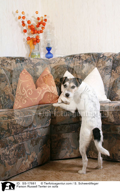 Parson Russell Terrier am Sofa / Parson Russell Terrier on sofa / SS-17681