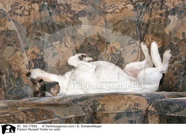 Parson Russell Terrier auf dem Sofa / Parson Russell Terrier on sofa / SS-17682