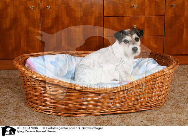 Parson Russell Terrier im Hundebett / lying Parson Russell Terrier / SS-17696