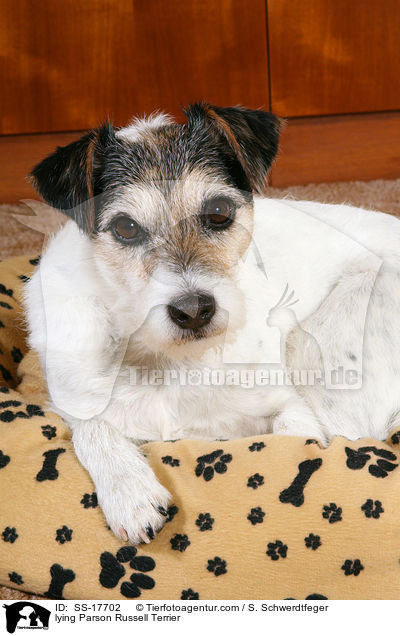 Parson Russell Terrier im Hundebett / lying Parson Russell Terrier / SS-17702