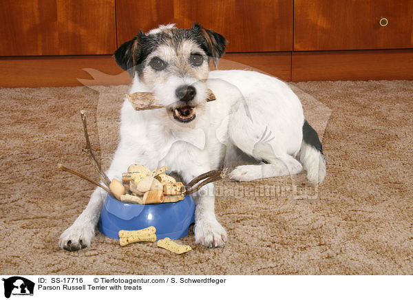 Parson Russell Terrier mit Leckerlis / Parson Russell Terrier with treats / SS-17716