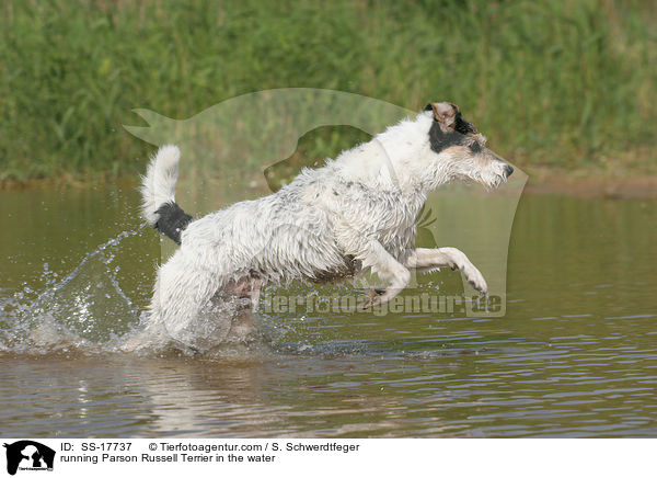 Parson Russell Terrier rennt durch das Wasser / running Parson Russell Terrier in the water / SS-17737