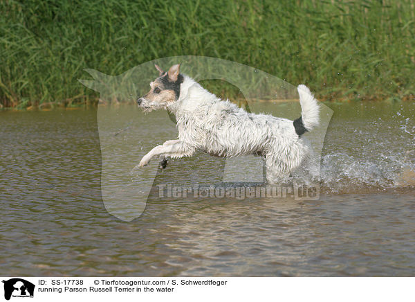 Parson Russell Terrier rennt durchs Wasser / running Parson Russell Terrier in the water / SS-17738