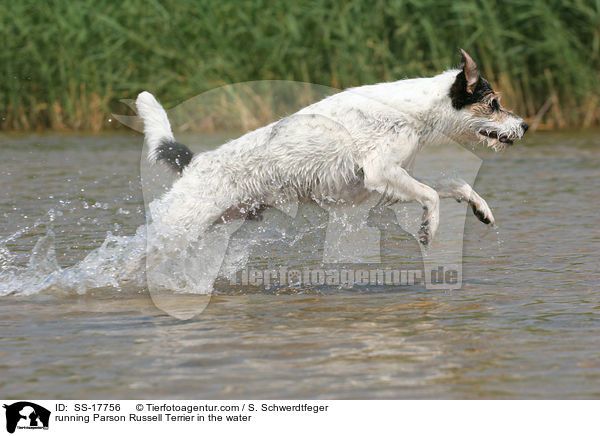 Parson Russell Terrier rennt durch das Wasser / running Parson Russell Terrier in the water / SS-17756