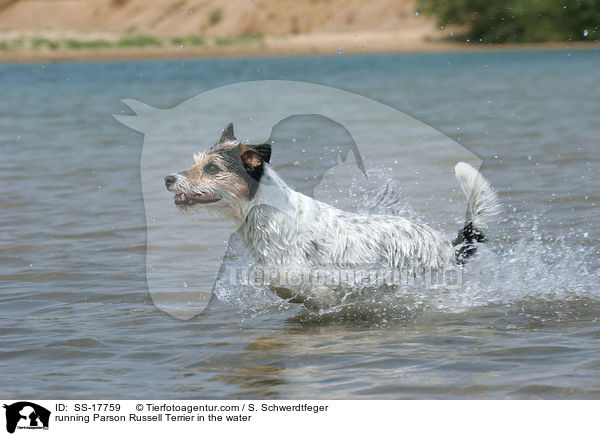 Parson Russell Terrier rennt durchs Wasser / running Parson Russell Terrier in the water / SS-17759