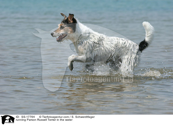 Parson Russell Terrier rennt durcs Wasser / running Parson Russell Terrier in the water / SS-17764