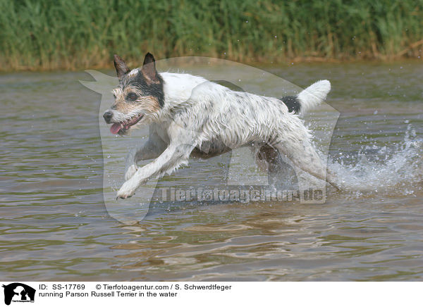 Parson Russell Terrier rennt durchs Wasser / running Parson Russell Terrier in the water / SS-17769