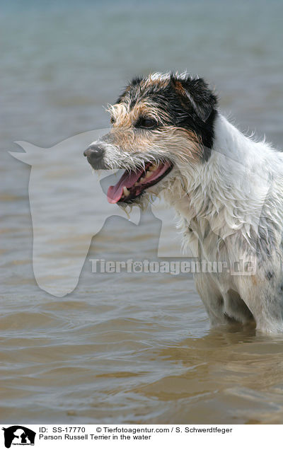 Parson Russell Terrier im Wasser / Parson Russell Terrier in the water / SS-17770