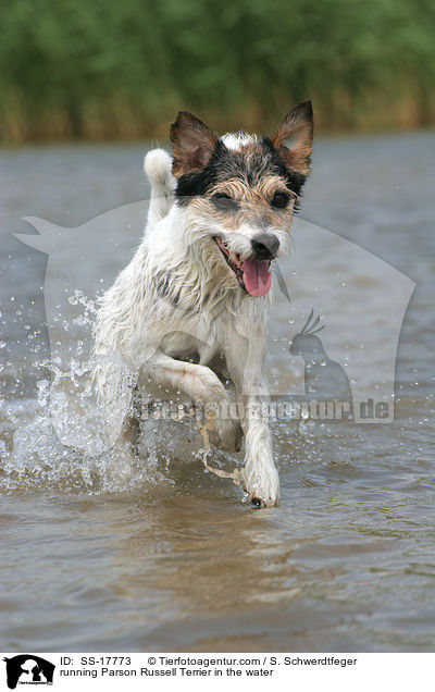 Parson Russell Terrier rennt durchs Wasser / running Parson Russell Terrier in the water / SS-17773