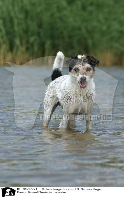 Parson Russell Terrier im Wasser / Parson Russell Terrier in the water / SS-17774