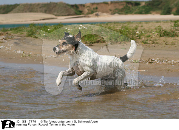 Parson Russell Terrier rennt durch das Wasser / running Parson Russell Terrier in the water / SS-17779