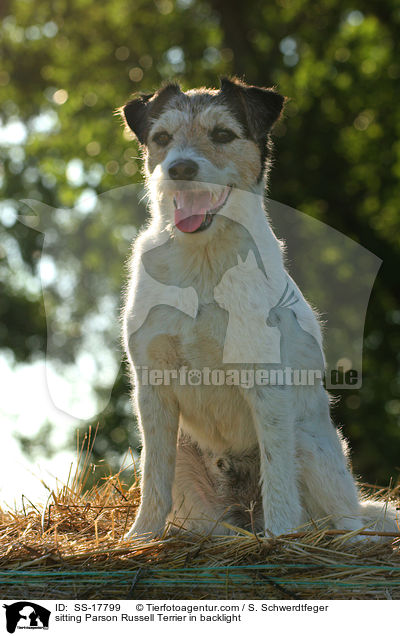 sitzender Parson Russell Terrier im Gegenlicht / sitting Parson Russell Terrier in backlight / SS-17799