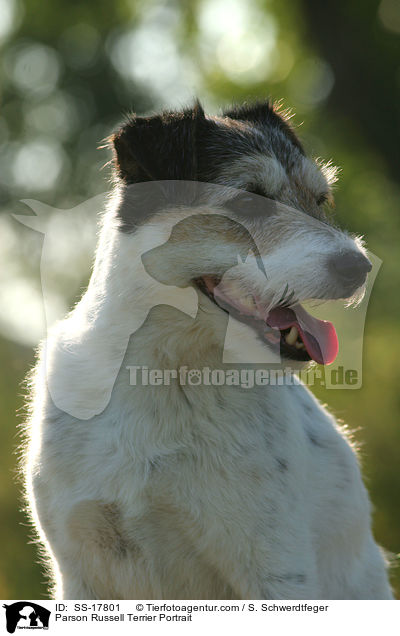 Parson Russell Terrier Portrait / Parson Russell Terrier Portrait / SS-17801