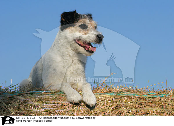 liegender Parson Russell Terrier / lying Parson Russell Terrier / SS-17802