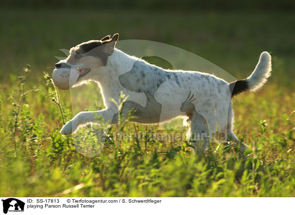 spielender Parson Russell Terrier / playing Parson Russell Terrier / SS-17813