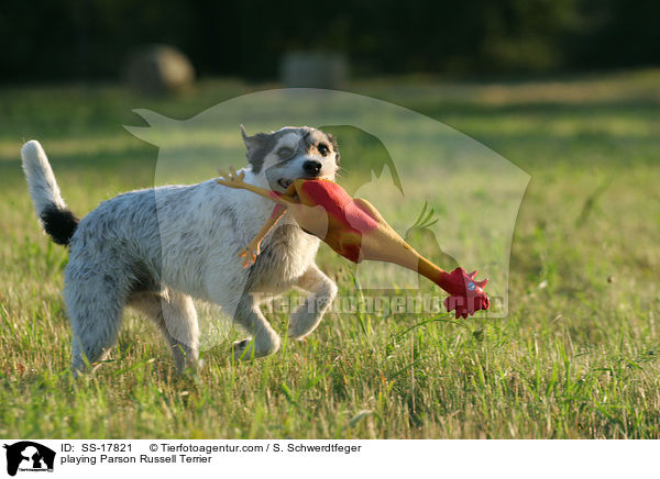 spielender Parson Russell Terrier / playing Parson Russell Terrier / SS-17821