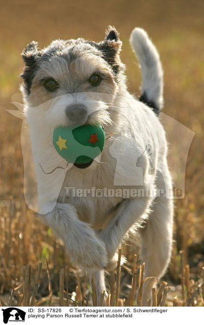 spielender Parson Russell Terrier auf dem Stoppelfeld / playing Parson Russell Terrier at stubblefield / SS-17826