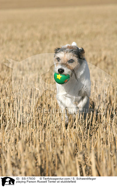 spielender Parson Russell Terrier auf dem Stoppelfeld / playing Parson Russell Terrier at stubblefield / SS-17830