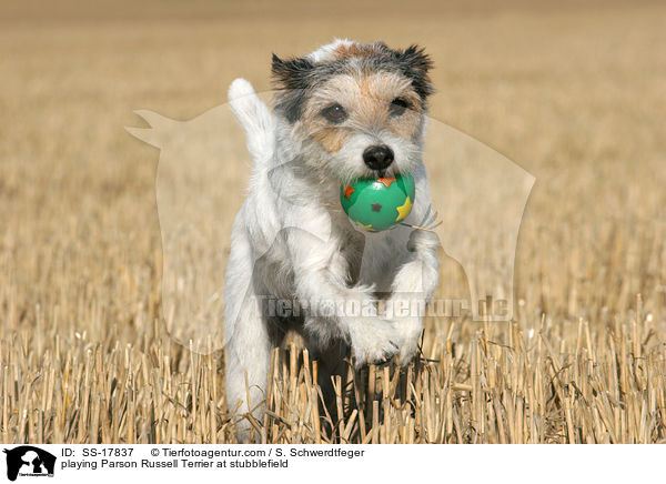 spielender Parson Russell Terrier auf dem Stoppelfeld / playing Parson Russell Terrier at stubblefield / SS-17837