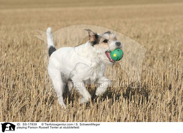 spielender Parson Russell Terrier auf dem Stoppelfeld / playing Parson Russell Terrier at stubblefield / SS-17839